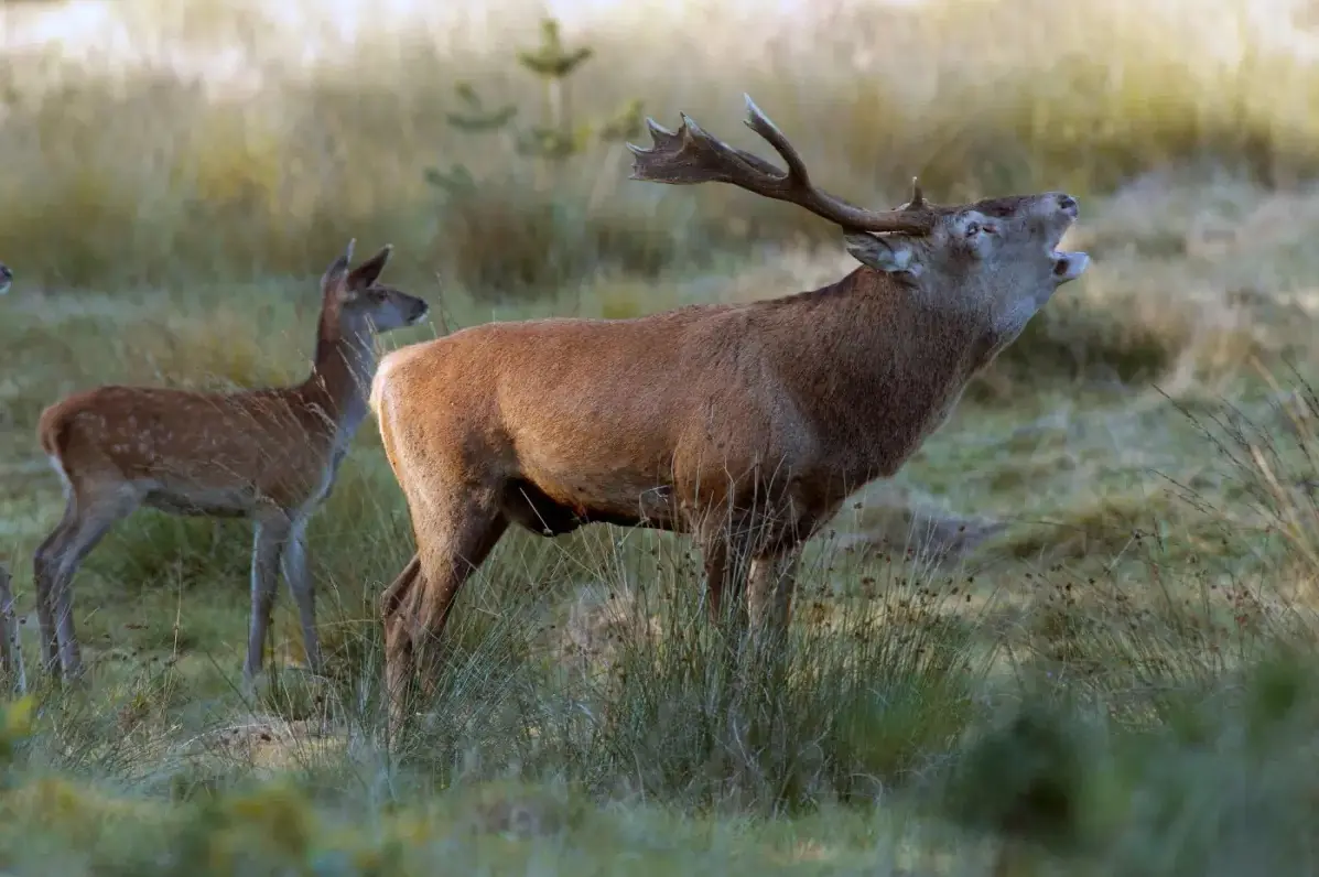 Rutting Stag Excursion and Dinner at Eetkamer Lamens — Eetkamer Lamens Ede, Ede