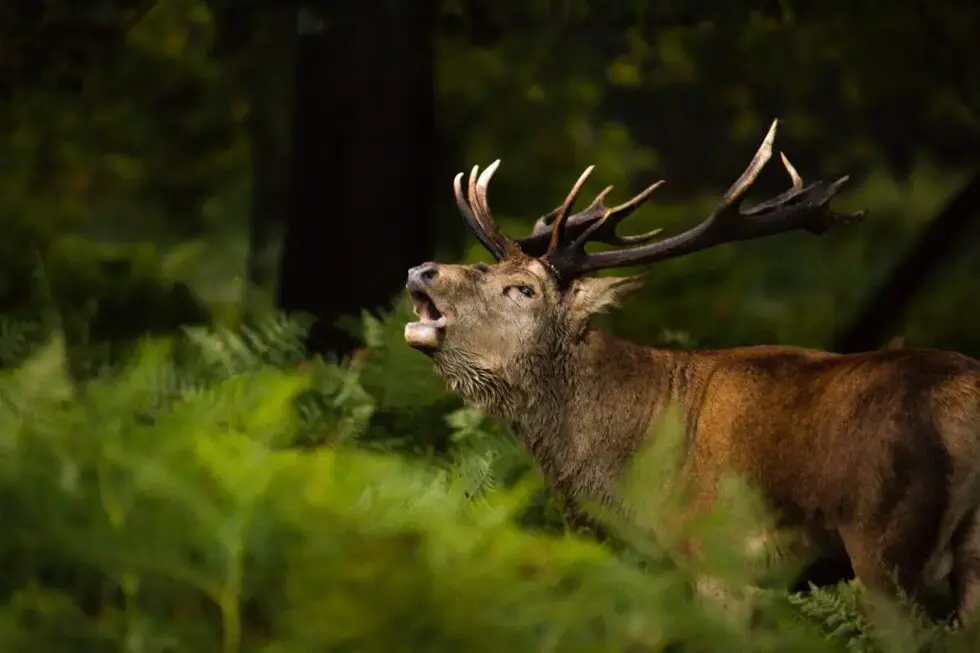 Brunftexkursion - Ode an den Rothirsch — Wildwise, Ugchelen