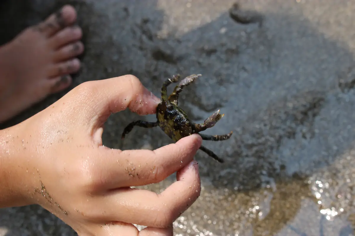 Beach Excursion: Seine Net Fishing Along the Shore — PiXLife Nature Xperience, Ouddorp