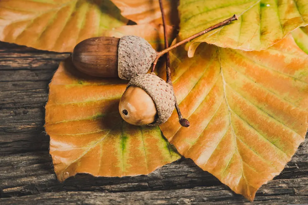 Herbst- und Bastelnachmittag — Bibliotheek Valkenswaard, Valkenswaard