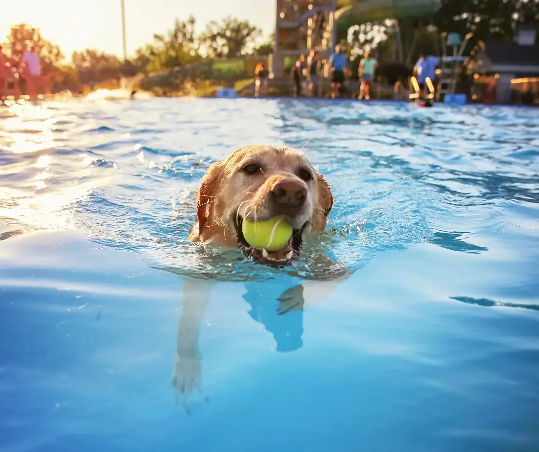 Dog Swimming at Boschbad Apeldoorn — Boschbad Apeldoorn, Apeldoorn