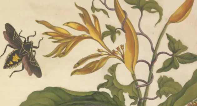 Flora Mundi: Auf der Suche nach verlorenen Stimmen — KB nationale bibliotheek, Den Haag
