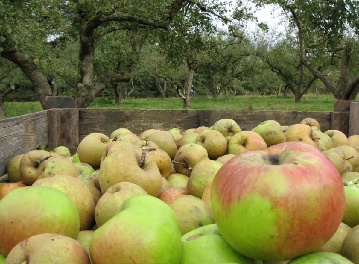 Fruit-Pers-Dag Smeerling — Gasterij Natuurlijk Smeerling, Onstwedde