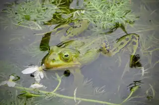 Uurtje Natuurtje: Vortrag über Amphibien in Nieuwegein