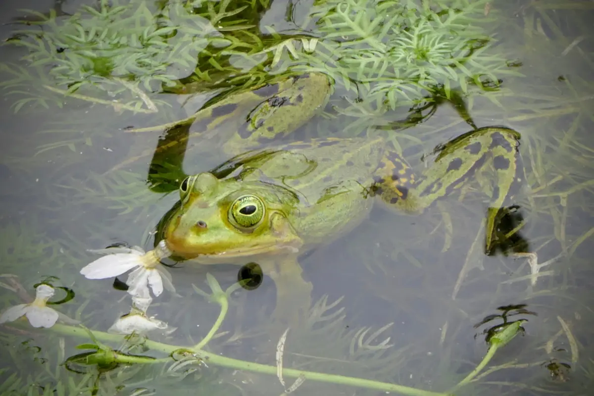 Uurtje Natuurtje: Vortrag über Amphibien in Nieuwegein — Natuurkwartier Nieuwegein, Nieuwegein