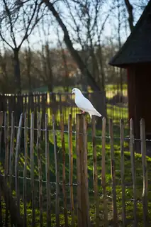 Uurtje Natuurtje: Vortrag Vögel in der Bibel