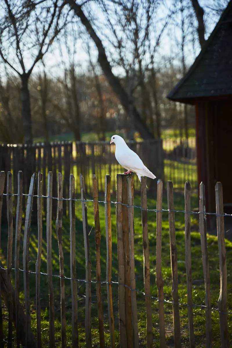 Uurtje Natuurtje: Vortrag Vögel in der Bibel — Natuurkwartier Nieuwegein, Nieuwegein