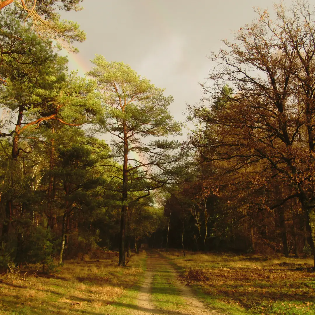 Walking on the Noord-Ginkel β Natuurcentrum De Ginkel, Ede