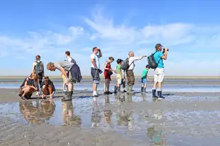 Kwelder, Wad and Spoonbill - De Schorren Texel
