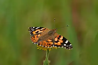 Schmetterlinge, fliegende Juwelen auf Huis ter Heide (NB)