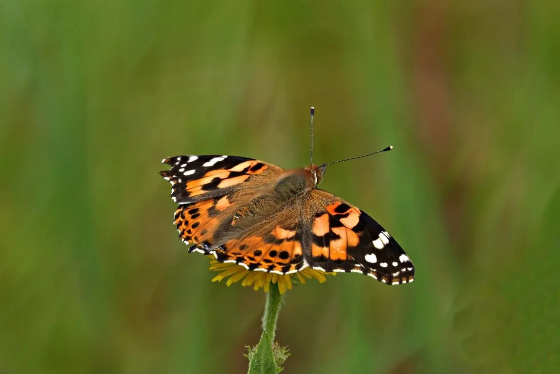 Butterflies, Flying Jewels at Huis ter Heide (NB) — Parkeerplaats Tussenbaan, De Moer