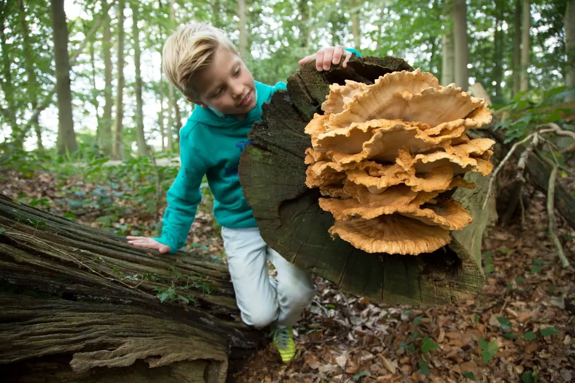 OERRR paddenstoelen (6 t/m 12 jr) - bezoekerscentrum Veluwezoom — Bezoekerscentrum Veluwezoom, Rheden