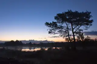Morning Walk Dwingelderveld