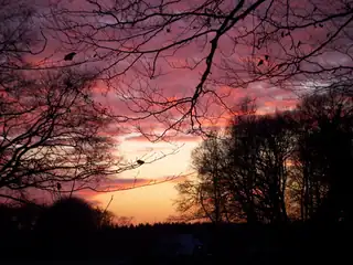 Abendwanderung in den Leuvenumse Bossen