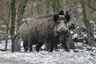Winterwanderung durch die Leuvenumse Bossen