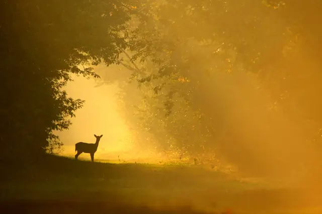 Rehe beobachten im Corversbos und Gooilust — Parkeerplaats Algemene begraafplaats Berestein, s-Graveland (Wijdemeren)