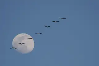 Bootsfahrt bei Vollmond auf den Nieuwkoopse Plassen