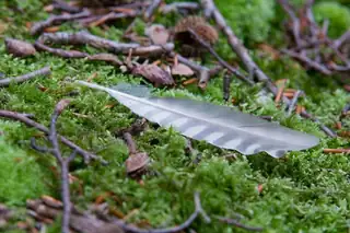 OERRR Sporen zoeken met de boswachter in 's-Graveland