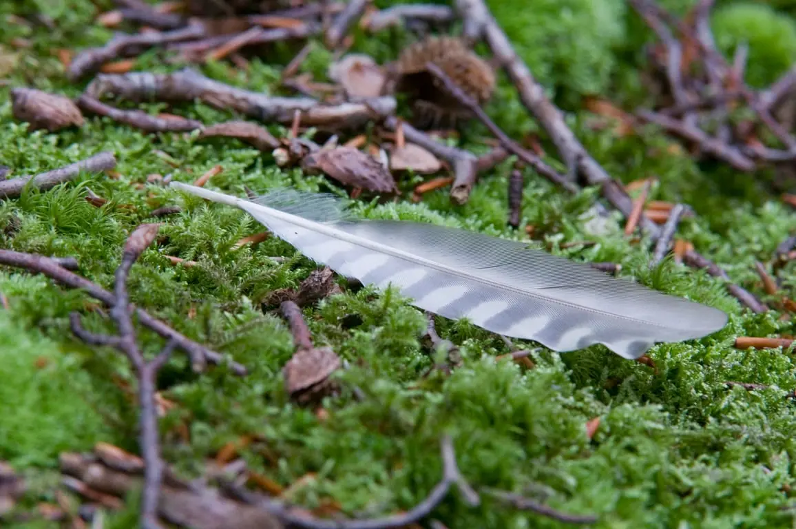 OERRR Spuren suchen mit dem Förster in 's-Graveland — Bezoekerscentrum Gooi en Vechtstreek, 's-Graveland