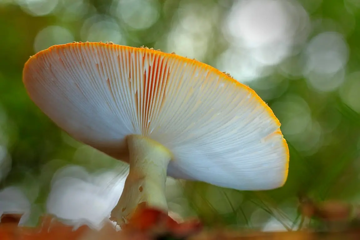 Mushroom Foraging in the Kaapse Bossen — Parkeerplaats Kaapse Bossen Leersumsestraatweg, Doorn