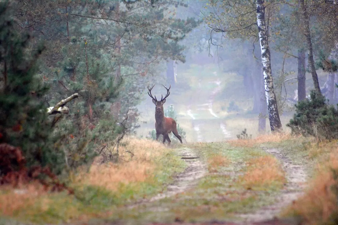 Natursafari Deelerwoud — Rustpunt De Writsaert, Arnheim