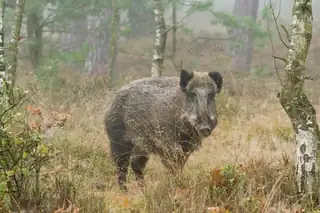 Wildbeobachtung mit Pferdekutsche auf Planken Wambuis - Otterlo