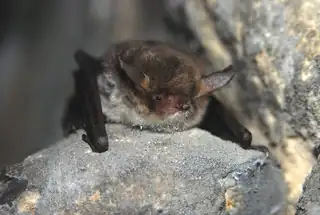 OERRR Fledermaus-Expedition auf Landgoed Haarzuilens