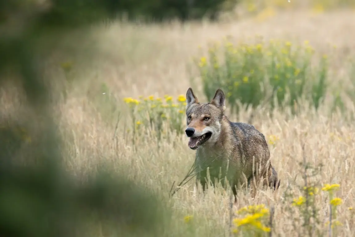 OERRR (8 t/m 12 jaar) Wolven op de Veluwe — Bezoekerscentrum Veluwezoom, Rheden