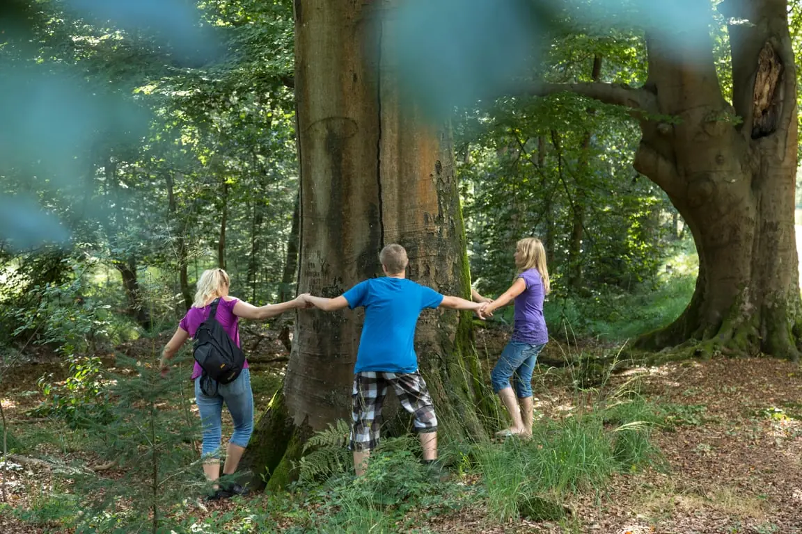 OERRR (Ages 8-12) Trees on Veluwezoom — Bezoekerscentrum Veluwezoom, Rheden