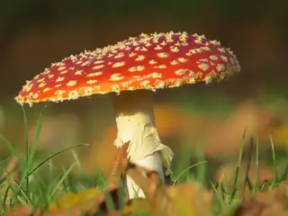 Pilze bewundern auf Huis ter Heide (NB)