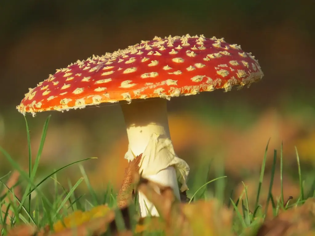 Pilze bewundern auf Huis ter Heide (NB) — Parkeerplaats Tussenbaan, De Moer