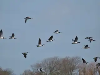 Vogelstimmenwanderung während des Schiermonnikoog Festivals