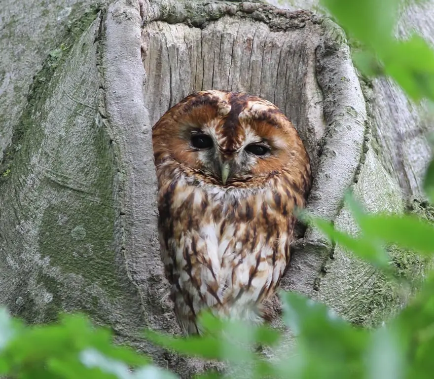 Waldkäuze und anderes Nachtleben im Oisterwijker Wald — Bezoekerscentrum Oisterwijkse Bossen en Vennen, Oisterwijk