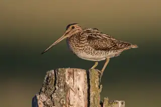 Vogelbeobachtung im Winter auf Belevenisboerderij Schieveen bei Rotterdam
