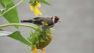 Bird watching in summer from Belevenisboerderij Schieveen near Rotterdam