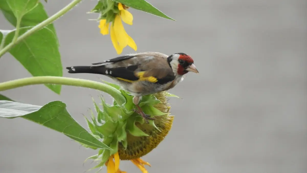 Vogels kijken in de zomer vanaf Belevenisboerderij Schieveen bij Rotterdam — Belevenisboerderij Schieveen, Rotterdam