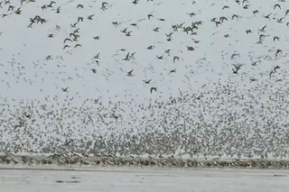 Zugvögelwanderung während des Schiermonnikoog Festivals
