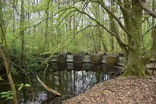 Entdecken Sie die Wasserbauwerke im Waterloopbos
