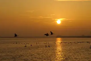 Bootsfahrt zum Vogeleiland bei Sonnenuntergang