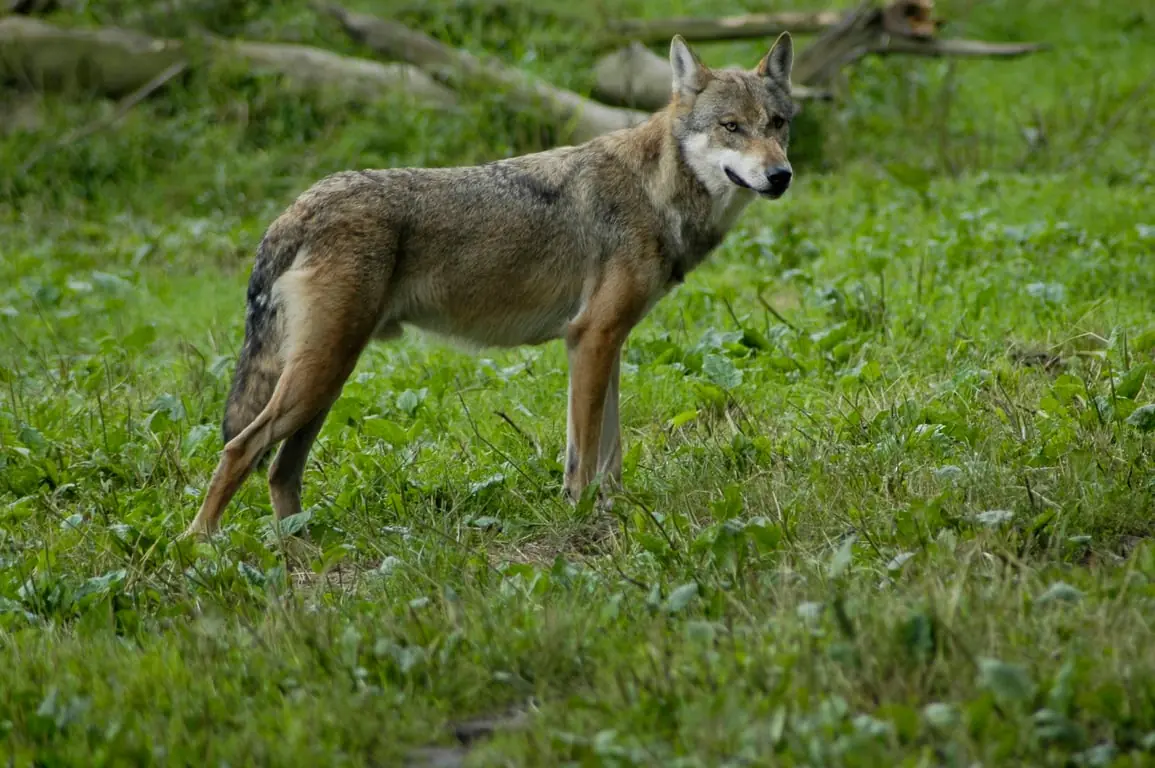Wolves on the Veluwe — Bezoekerscentrum Veluwezoom, Rheden