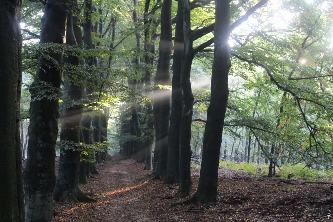Ramble: Autumn Colours in the Onzalige Forests — Parkeerplaats Lappendeken, De Steeg (Rheden)