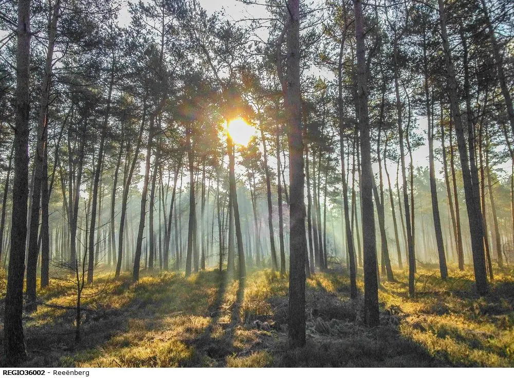 Wandelen met de boswachter op de Veluwe - Reeënberg Loenen — Parkeerplaats Loenense Waterval, Loenen