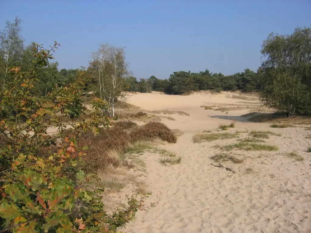 Colorful autumn walk through the Loonse and Drunense Dunes — Parkeerplaats De Rustende Jager, Biezenmortel