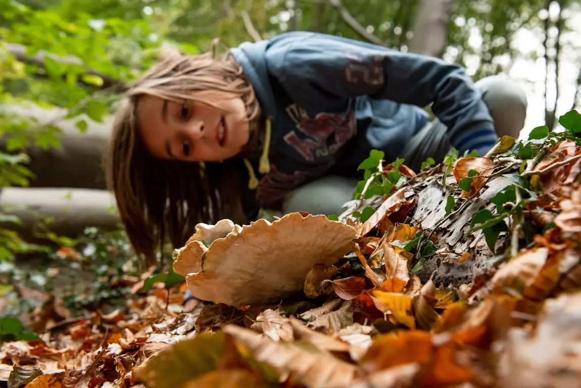OERRR Mushroom Hunt at De Bijvanck Estate — Wegrestaurant De Barrière, Beek (Montferland)
