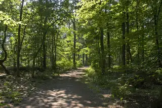 Besondere Bäume und ihre Geschichte in den Oisterwijkse Bossen en Vennen