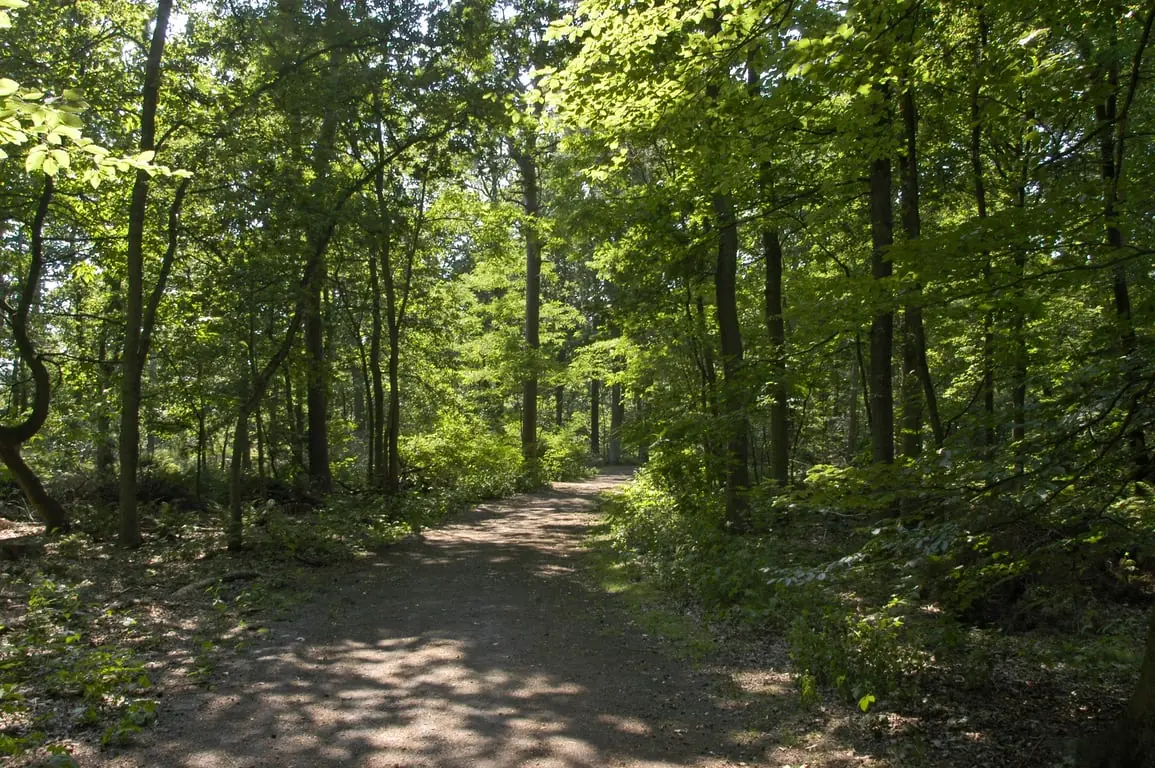 Besondere Bäume und ihre Geschichte in den Oisterwijkse Bossen en Vennen — Bezoekerscentrum Oisterwijkse Bossen en Vennen, Oisterwijk