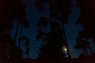 Nacht der Nacht in den Oisterwijkse Bossen en Vennen