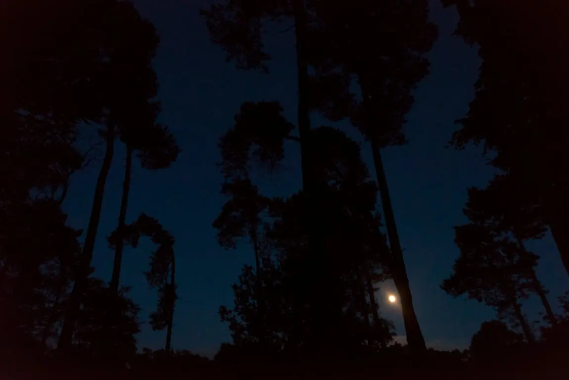 Nacht der Nacht in den Oisterwijkse Bossen en Vennen — Bezoekerscentrum Oisterwijkse Bossen en Vennen, Oisterwijk