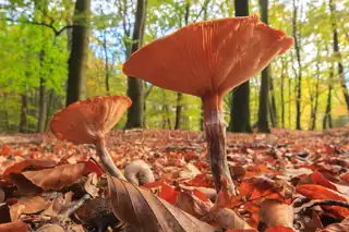 Herbst auf Gooilust in 's-Graveland entdecken