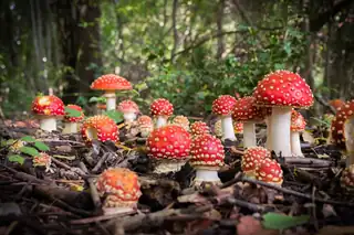 Pilzpracht im Nationaal Park Veluwezoom